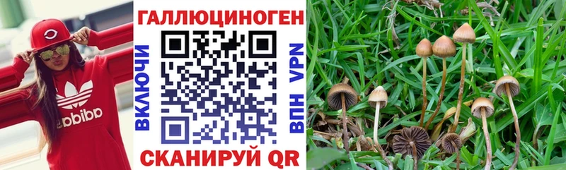 Псилоцибиновые грибы GOLDEN TEACHER  даркнет сайт  Холмск 